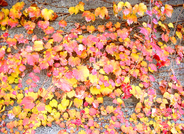 柳澤　徹　　塀を伝う紅葉したツタ植物　2005・11　#1　写真