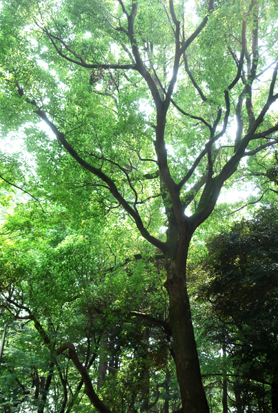 (C) 柳澤　徹　　東京・上野　2006・8　#1　『輝ける緑』　　写真